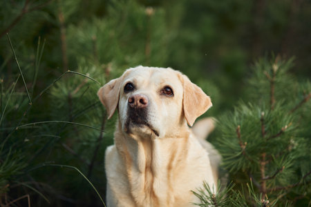 Portrait of a dog on a background of greenery. Happy Fawn Labrador Retriever in natureの写真素材