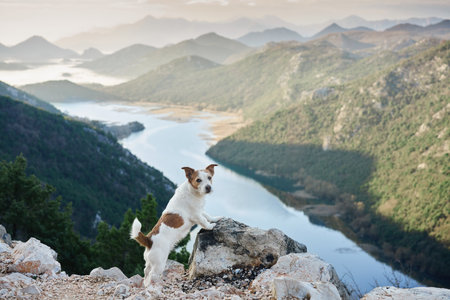 The dog stands in the mountains on bay and looks at the river. Jack russell terrier in nature, on a journey. Hiking with a petの写真素材