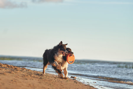 dogs running in beach near water and and playing with a toy. two Happy australian shepherd jumping . Active holiday with a petの写真素材