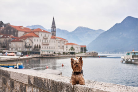 A small dog on the embankment, on the bay, among the mountains. Handsome yorkshire terrier in the cityの写真素材