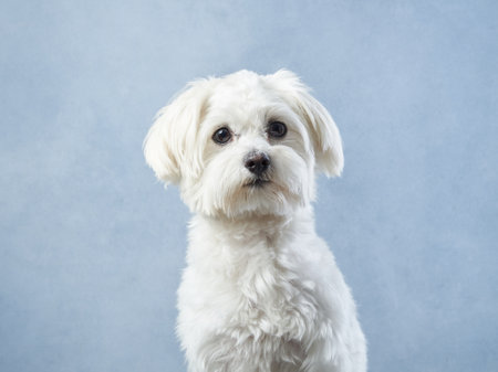 lap dog on a blue background. curly dog in photo studio. Maltese, poodle, maltipooの写真素材