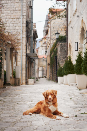 red dog in the old city. Pet on a walk. Nova Scotia duck tolling retriever in front of architectureの写真素材