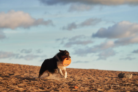 dog play in beach and water. Active australian shepherd jumping . Active holiday with a petの写真素材