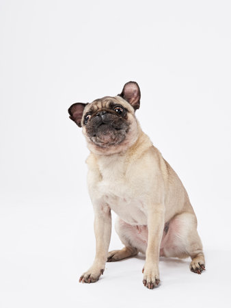 funny pug dog on a white background. Playful pet in the studioの写真素材
