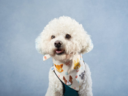 white poodle on a blue background. curly dog in photo studio. Maltese, poodle, maltipooの写真素材
