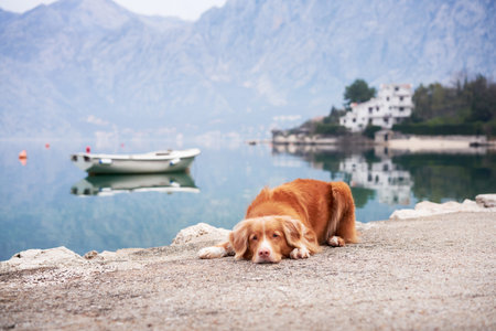 dog on the embankment at the sea, bay. Traveling with a pet. Nova Scotia duck tolling retriever in nature against the backdrop of boatsの写真素材