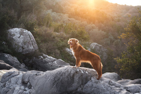 The dog stands in stone on the mountains and looks. Nova Scotia duck retriever in nature, on a journey. Hiking with a petの写真素材