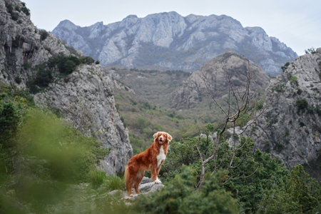 Red dog in the mountains, hiking with a pet. Nova Scotia duck tolling retriever in nature against the background of green treesの写真素材