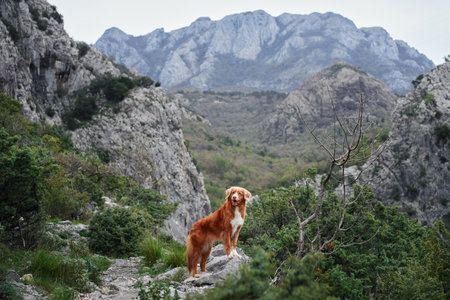 Red dog in the mountains, hiking with a pet. Nova Scotia duck tolling retriever in nature against the background of green treesの写真素材