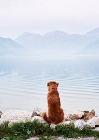 dog sitting with his back turned away at the sea, bay. Travel with a pet. Nova Scotia duck tolling retriever in nature, Summer, Eco, Adventureの写真素材