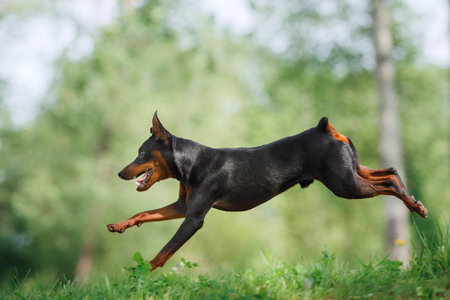 active small dog. Miniature Pinscher in nature. funny pet jumpingの写真素材