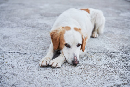 Beautiful white-red dog mix of breeds in nature. Homeless pet. Dog outdoors