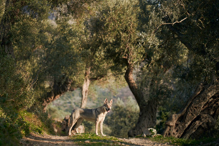 Czechoslovakian wolfdog in the olive grove. A beautiful dog that looks like a wolf in nature. Pet in...