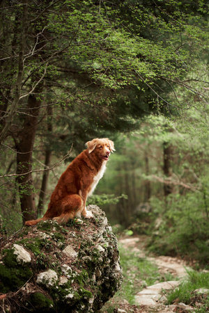 Red dog in the forest. Nova Scotia duck tolling retriever in nature. Beautiful pet for a walkの写真素材