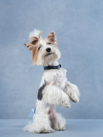 funny biewer york. Happy little dog on a blue background.Pet in studio portrait, indoorsの写真素材