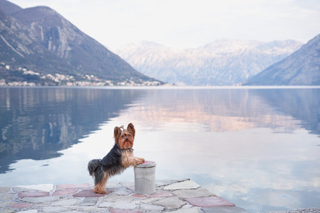 dog on the embankment against the backdrop of the blue mountains. Cute and little Yorkshire terrier in nature near the water on sunrise.の写真素材