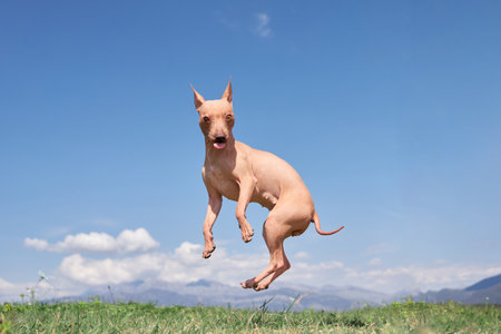 cheerful dog jumping against the sky. American Hairless Terrier. movement, funny, happy, wide angle, jokeの写真素材