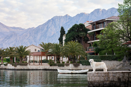 the dog lies on the embankment against the backdrop of mountains and building. Golden Retriever near the water. Pet in cityの写真素材