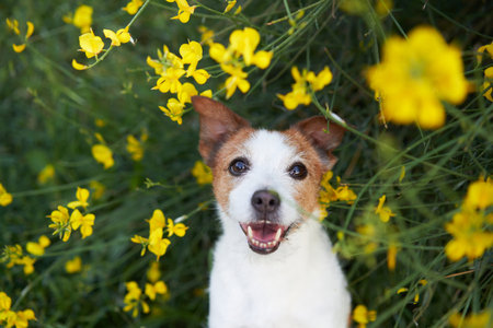 dog in yellow colors. Summer mood. Funny and Cheerful jack russell terrier in flowersの写真素材