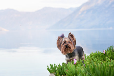 dog near flowers against the backdrop of the blue mountains. Cute and little Yorkshire terrier in nature near the water on sunrise.の写真素材