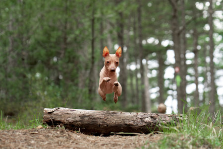 dog jumps front to the camera. Active American Hairless Terrier in natureの写真素材