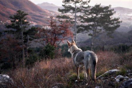 Czechoslovakian wolfdog in the forest in mountains. A beautiful dog that looks like a wolf in nature. Pet in the woodsの写真素材