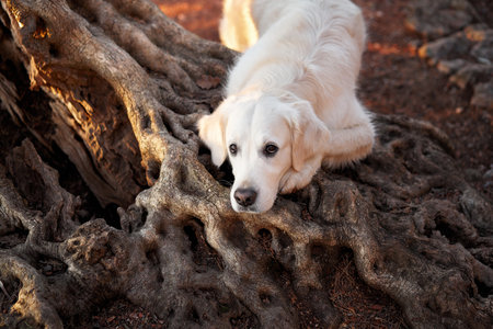 the dog put head on the root of an olive tree. Cute golden retriever in nature. Walking with a pet