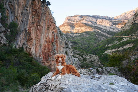 Red dog in the mountains, hiking with a pet. Nova Scotia duck tolling retriever in nature against the background of green treesの写真素材