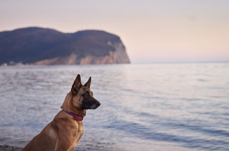 dog at sea. Belgian Shepherd - Malinois on the background of the water, on the beach. Walking with an obedient animalの写真素材