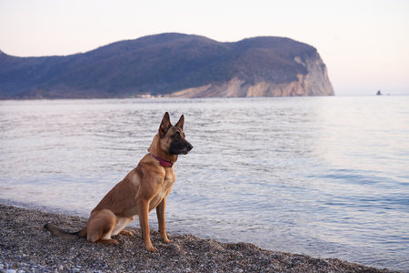dog at sea. Belgian Shepherd - Malinois on the background of the water, on the beach. Walking with an obedient animalの写真素材