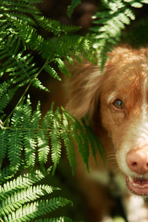 dog peeks out in a fern. Nova Scotia duck retriever in the forest. Pet in nature, Toller in greeneryの写真素材