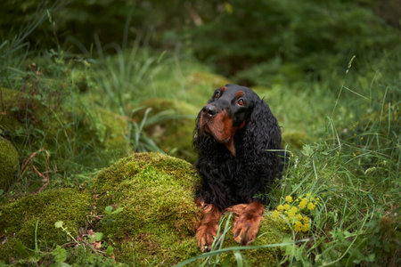 Dog in the green forest. Gordon setter in nature. Pet in natural environmentの写真素材