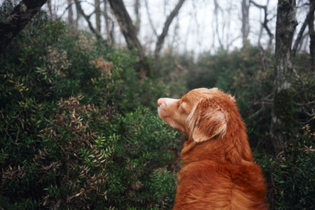 Red dog in a foggy forest. Nova Scotia duck tolling retriever in nature. Hiking with a pet. forest fairy taleの写真素材