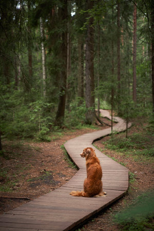 dog in the forest on a wooden path. Nova Scotia Duck Tolling Retriever sits and turns around. Red pet in the green treeの写真素材