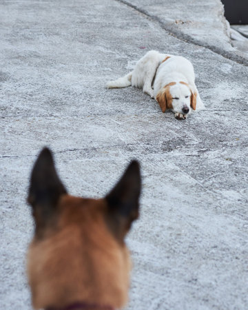 Beautiful white-red dog mix of breeds in nature. Homeless pet. Dog outdoorsの写真素材