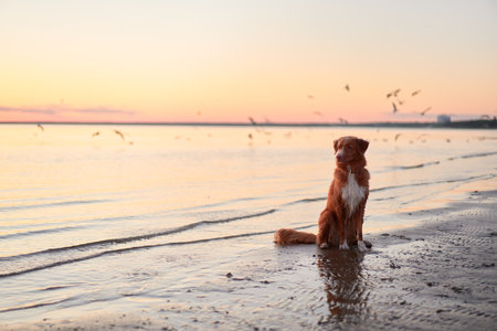 dog on the sea at sunset. Nova Scotia Duck Tolling Retriever in backlight. Beautiful pet in nature at sunの写真素材