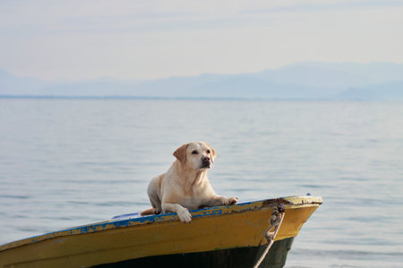 dog on the boat. Fawn Labrador retriever in nature on the background of the lake. Traveling with a pet. vacationの写真素材