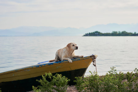 dog on the boat. Fawn Labrador retriever in nature on the background of the lake. Traveling with a pet. vacationの写真素材