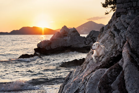 nice dog at sunset on rock at the sea. Golden Retriever in nature. pet on a walkの写真素材