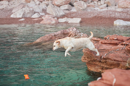the dog jumps into the water from a stone. Fawn Labrador Retriever in nature at seaの写真素材