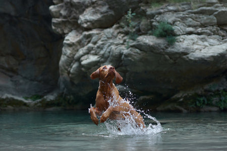 dog plays with water, jumps. Active Hungarian Vizsla in nature against the backdrop of rocksの写真素材