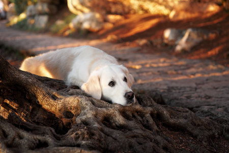 the dog put head on the root of an olive tree. Cute golden retriever in nature. Walking with a pet