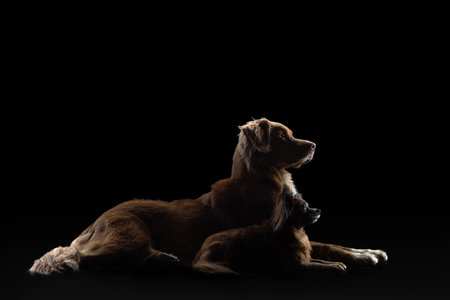 two dogs in the backlight small and large on a black background. Pet in the studioの写真素材