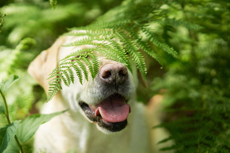portrait of a fawn labrador retriever in the forest. Dog on background of greenery . Pet in natureの写真素材