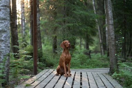 dog on a wooden path in forest. Pet for a walk. hungarian vizsla in nature