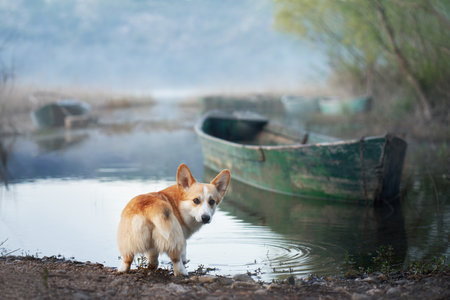 dog in a boat. funny red and white corgi Pembroke is sitting overboard. a pet in natureの写真素材