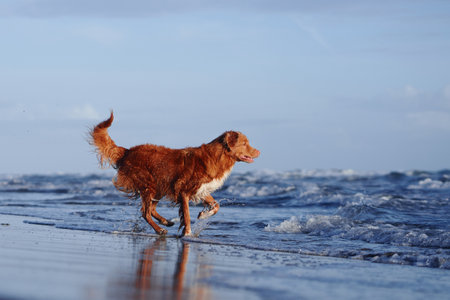 red dog on the beach. Nova Scotia duck tolling retriever runs on sand, water. Vacation with a petの写真素材