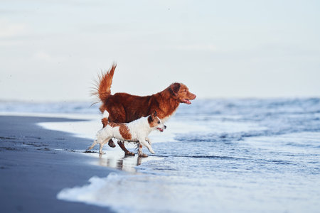 two active dogs run along the beach on the water. Nova Scotia Retriever and Jack Russell Terrierの写真素材