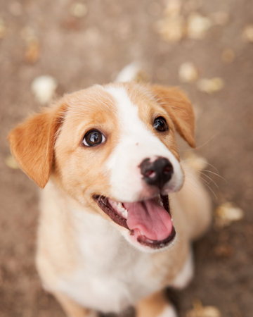 cute puppy portrait. dog smiling. Pet in natureの写真素材