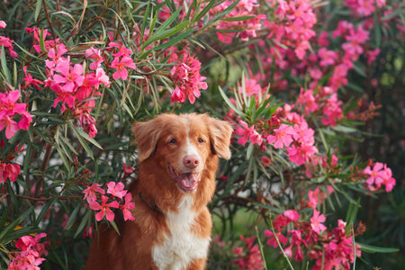 dog in pink Nerium flowers. Nova Scotia duck tolling retriever in nature. Pet outdorsの写真素材